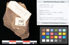 Foto (Objekt + Etikett) von Pinus oceanines Unger (NHMW-GEO-2024-0188-0296)